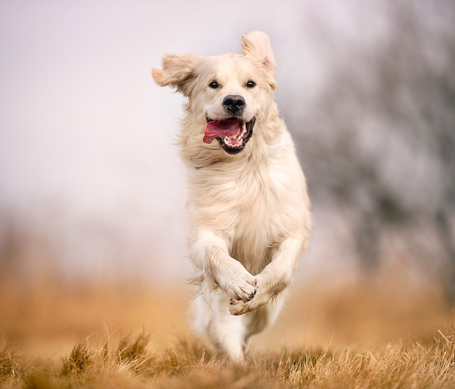 Dog running